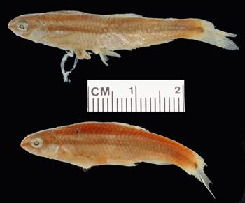Media type: image; Ichthyology 1680